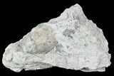 Fossil Crinoid Calyx - Indiana #110793-1